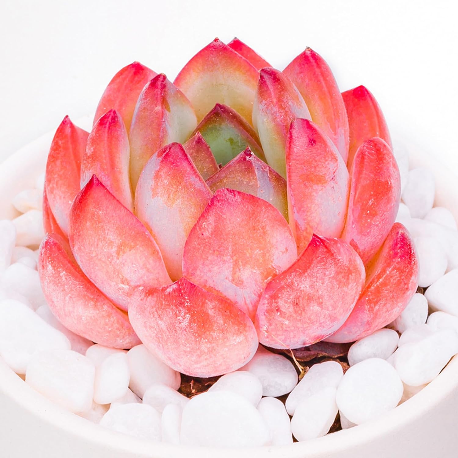 Pink Succulents