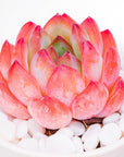 Pink Succulents